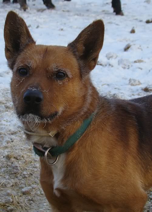 A Day in the Life - Cattle