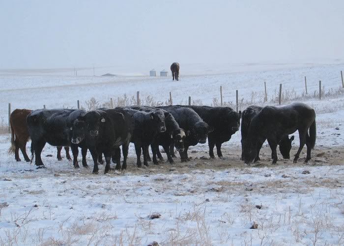 A Day in the Life - Cattle