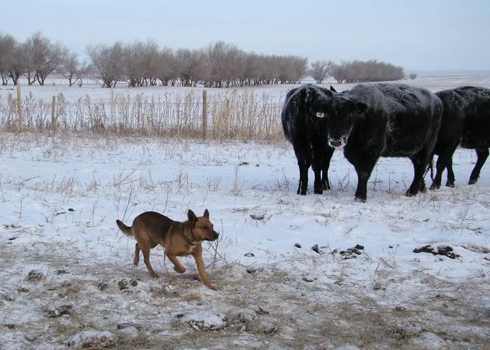 A Day in the Life - Cattle