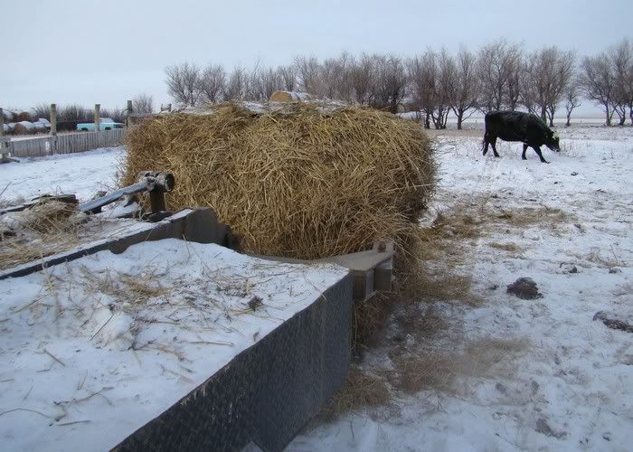 A Day in the Life - Cattle