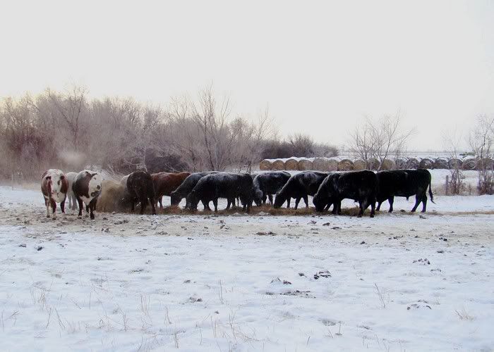 A Day in the Life - Cattle