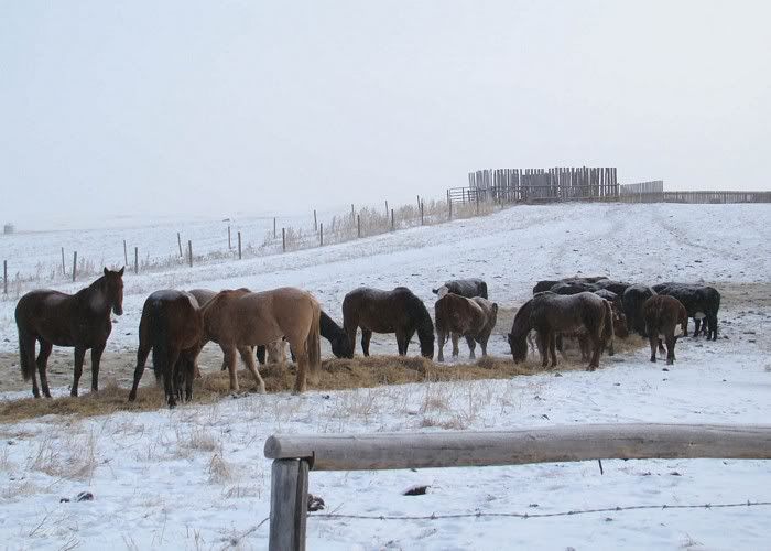 A Day in the Life - Cattle