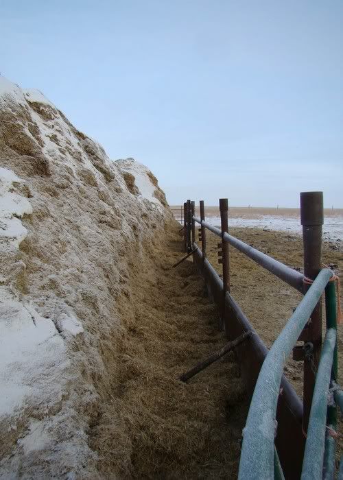 A Day in the Life - Cattle