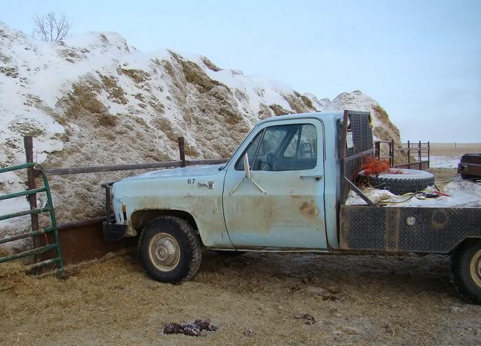 A Day in the Life - Cattle