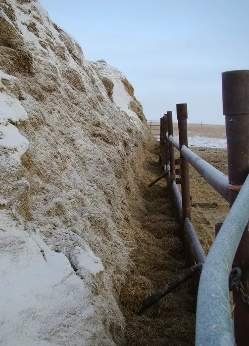 A Day in the Life - Cattle