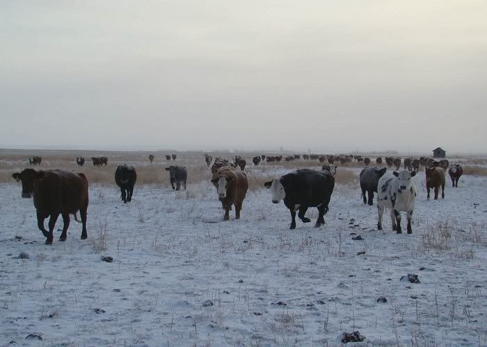 A Day in the Life - Cattle