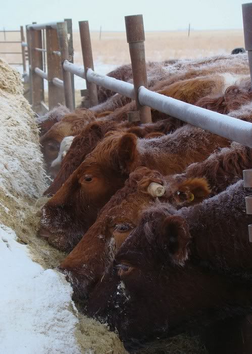 A Day in the Life - Cattle