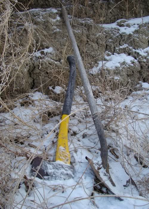 A Day in the Life - Cattle