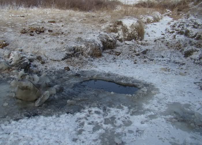 A Day in the Life - Cattle