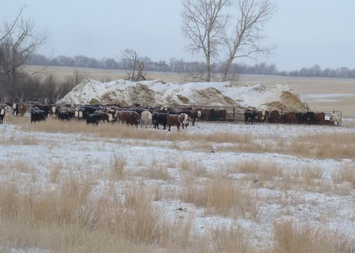 A Day in the Life - Cattle