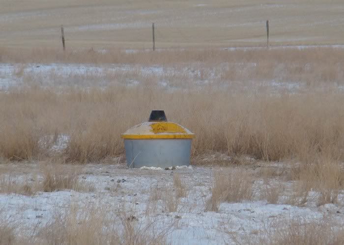 A Day in the Life - Cattle