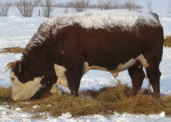 A whole bunch of photos - Cattle