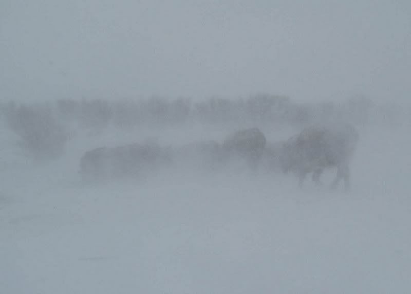 A little Snow - Cattle