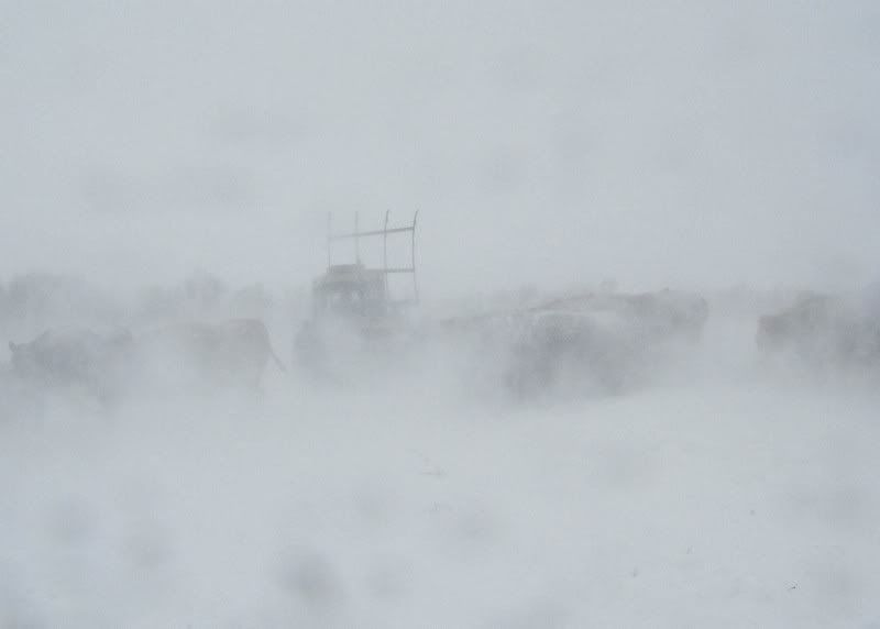 A little Snow - Cattle
