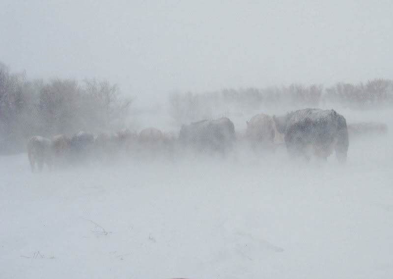 A little Snow - Cattle