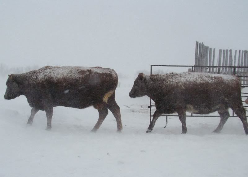 A little Snow - Cattle