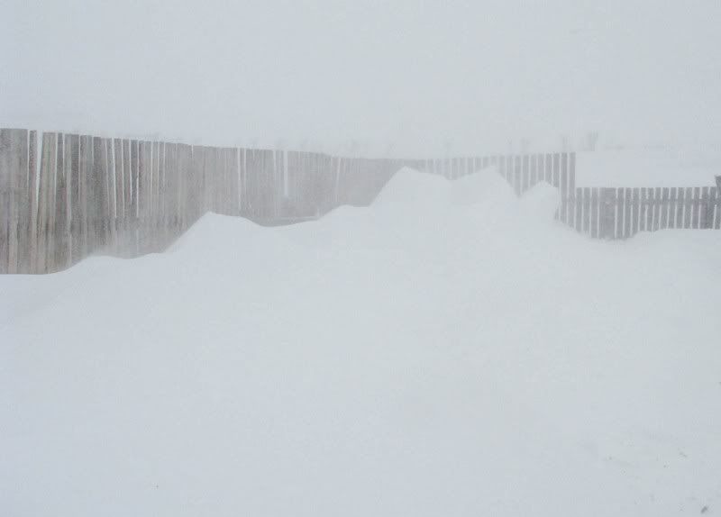 A little Snow - Cattle