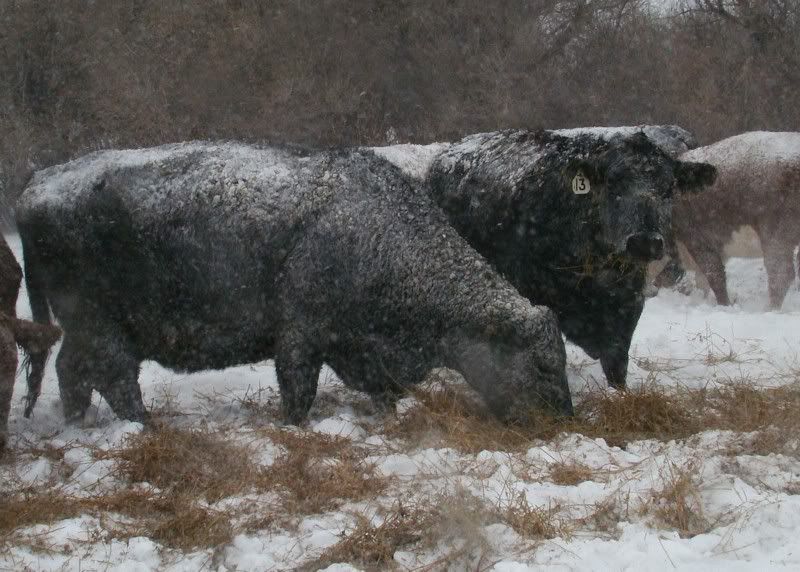 A little Snow - Cattle