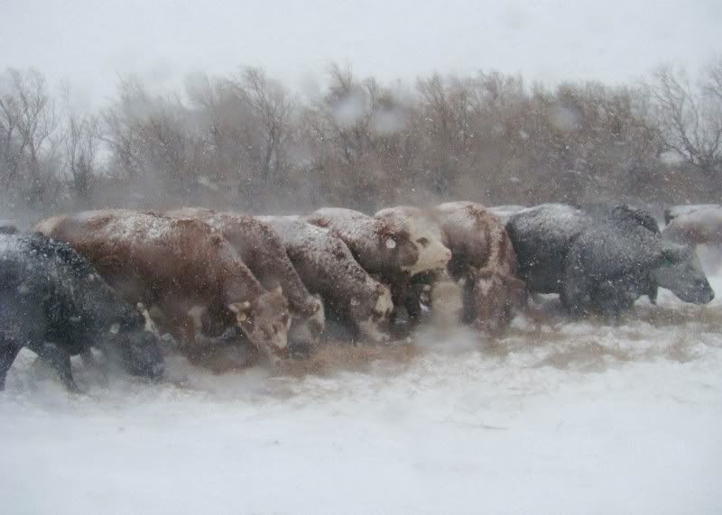 A little Snow - Cattle