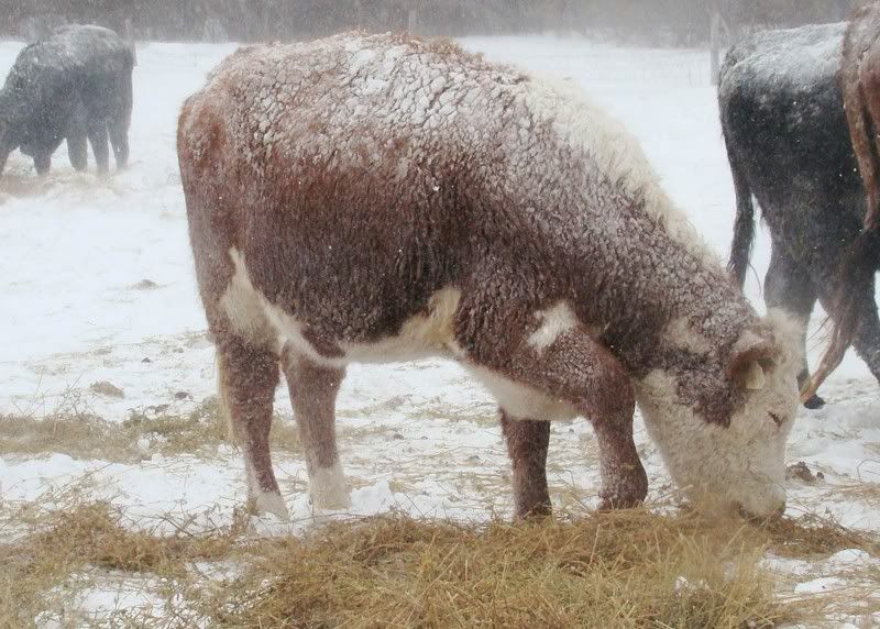 A little Snow - Cattle