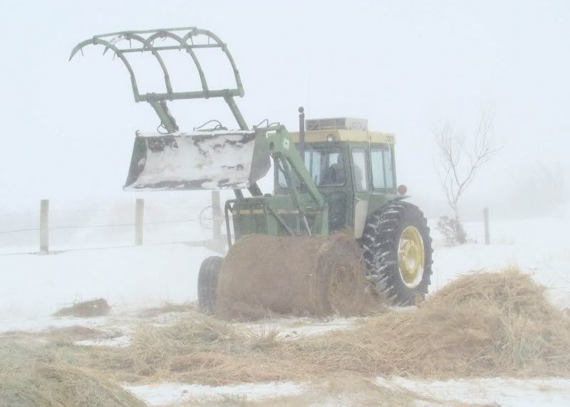 A little Snow - Cattle