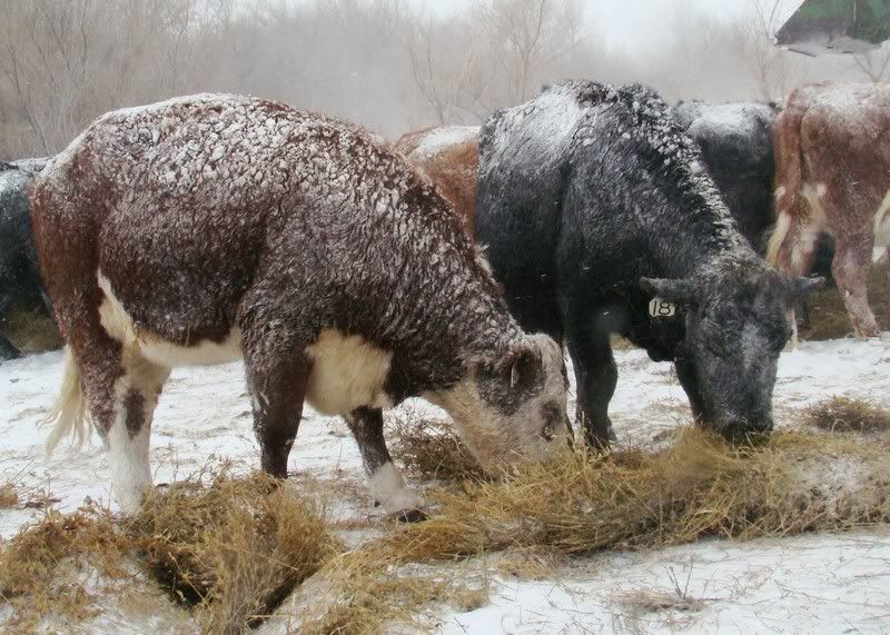 A little Snow - Cattle