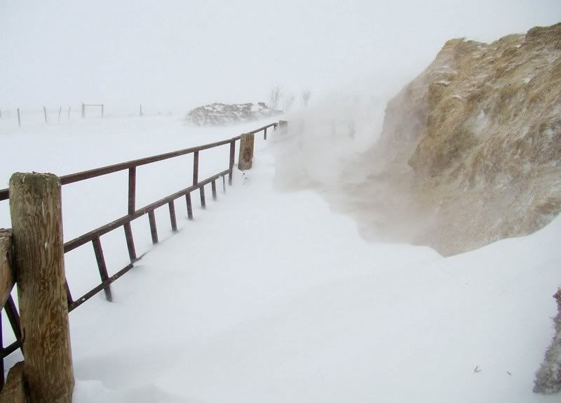 A little Snow - Cattle