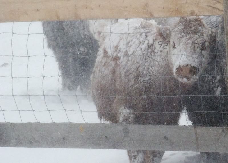 A little Snow - Cattle