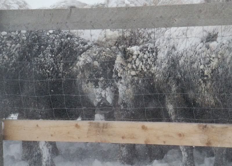 A little Snow - Cattle