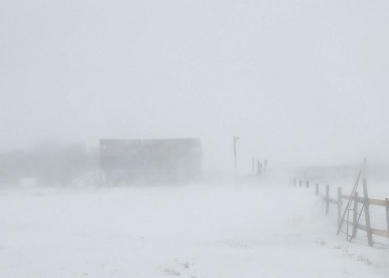 A little Snow - Cattle