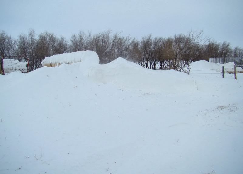 A little Snow - Cattle