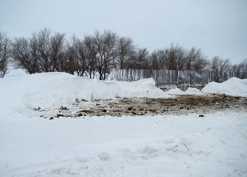 A little Snow - Cattle