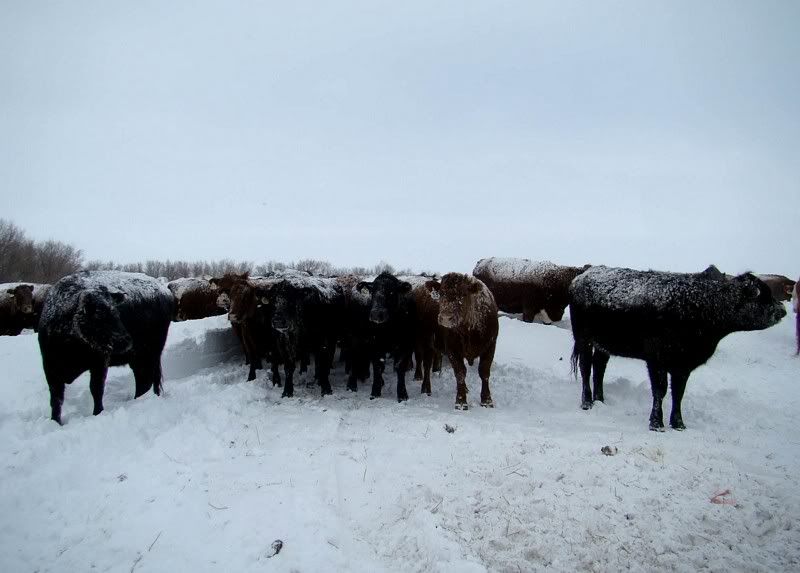 A little Snow - Cattle