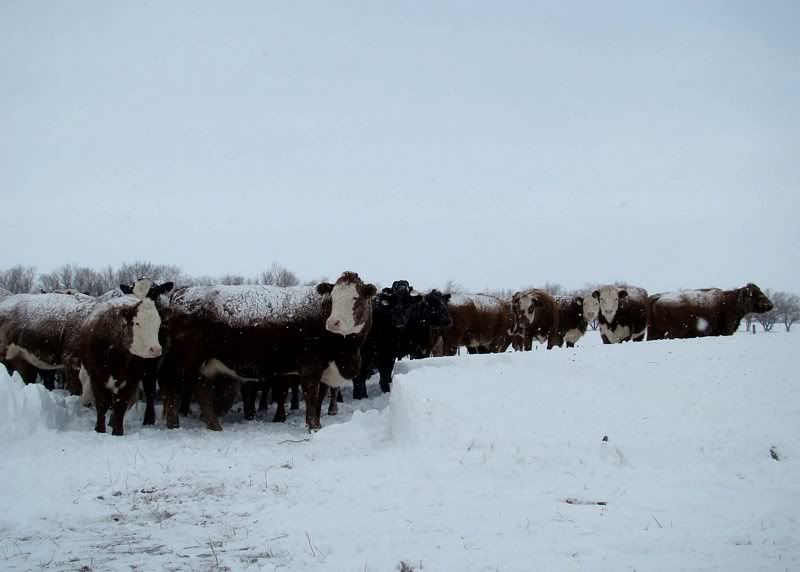 A little Snow - Cattle