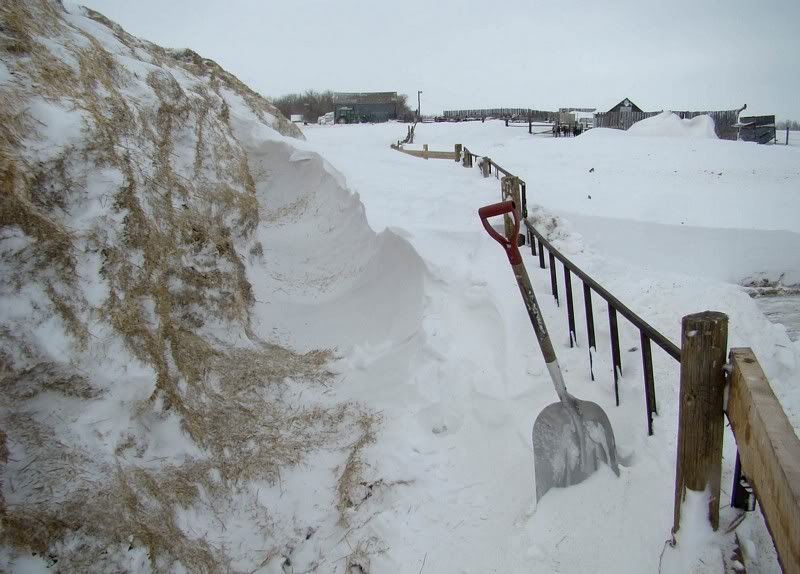 A little Snow - Cattle