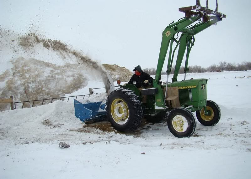 A little Snow - Cattle