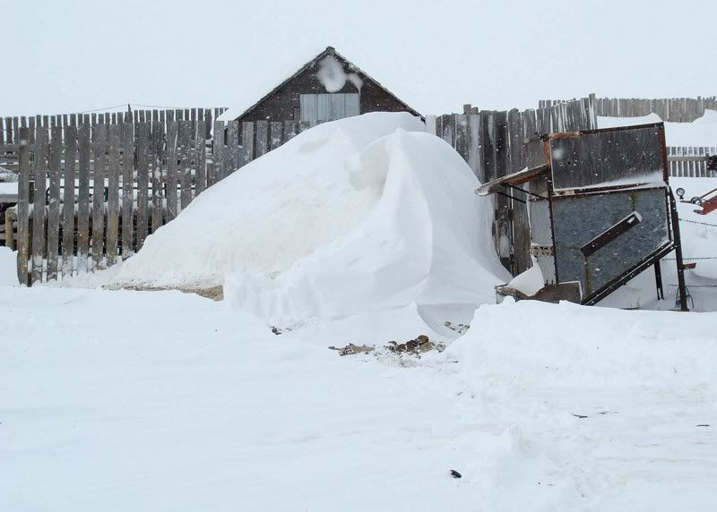 A little Snow - Cattle