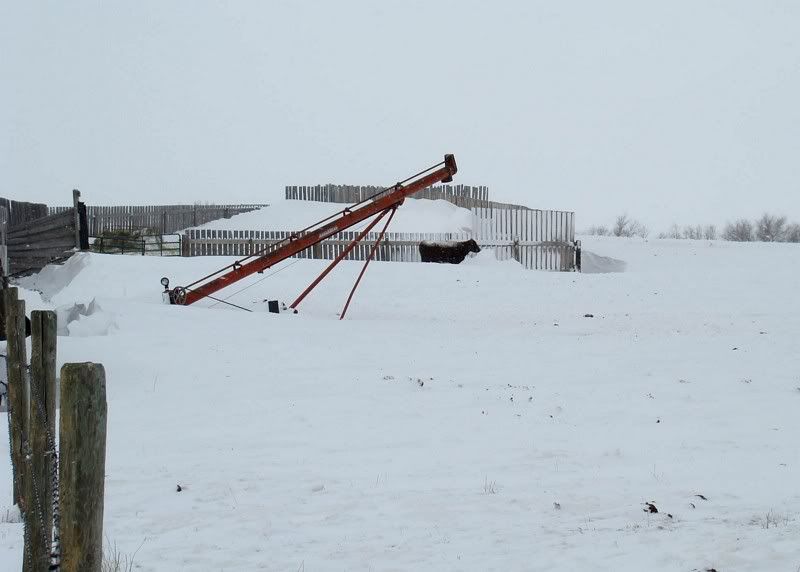 A little Snow - Cattle