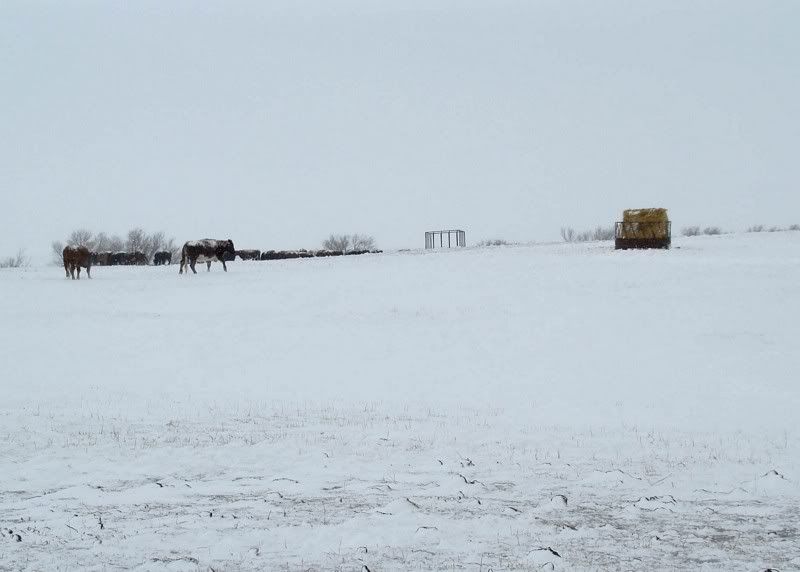 A little Snow - Cattle