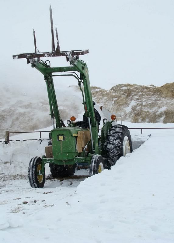 A little Snow - Cattle