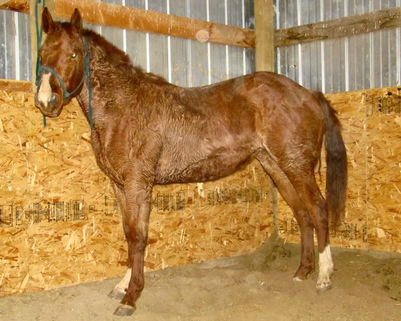 Some Photos from the last While - Cattle