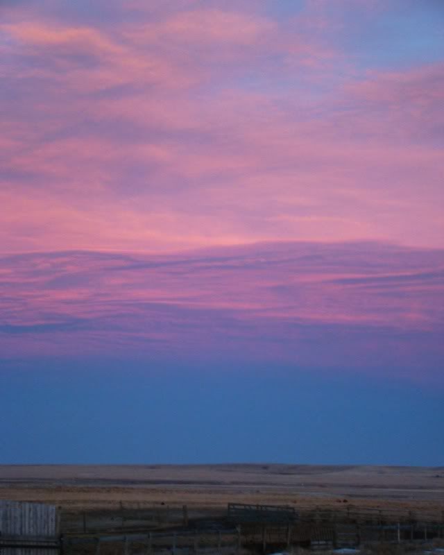 Some Photos from the last While - Cattle