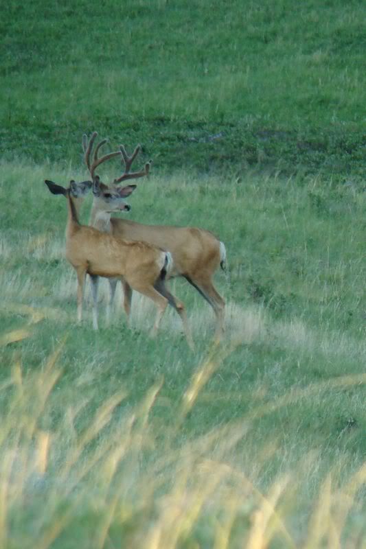 Some Cows and Some Calves (pics) - Cattle