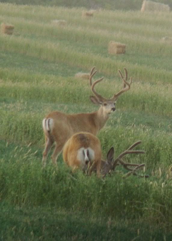 Some Cows and Some Calves (pics) - Cattle