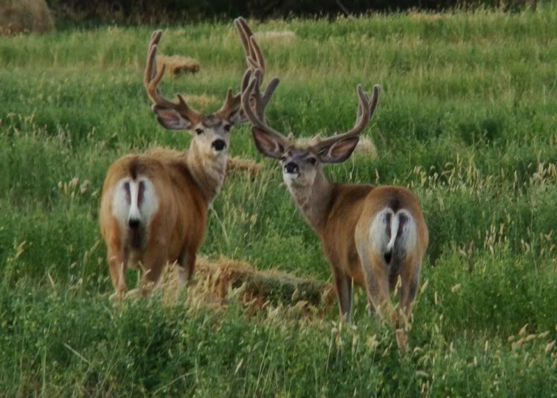 Some Cows and Some Calves (pics) - Cattle
