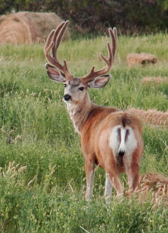 Some Cows and Some Calves (pics) - Cattle