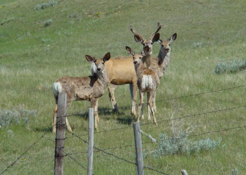 Some Cows and Some Calves (pics) - Cattle