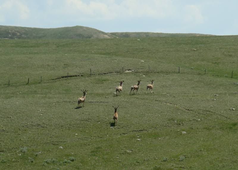 Some Cows and Some Calves (pics) - Cattle