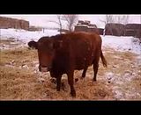 Our Calving Setup - Cattle