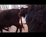 Our Calving Setup - Cattle